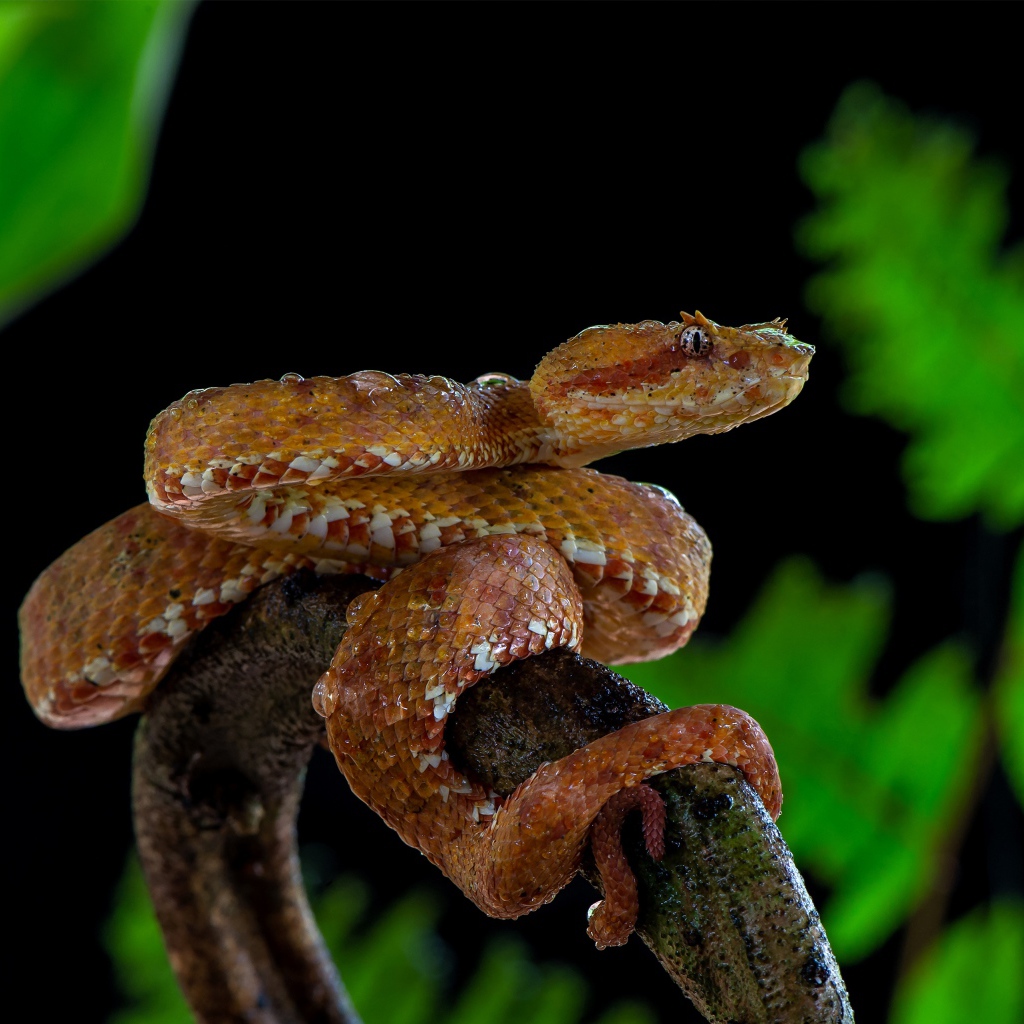 Большая ядовитая змея на ветке дерева 