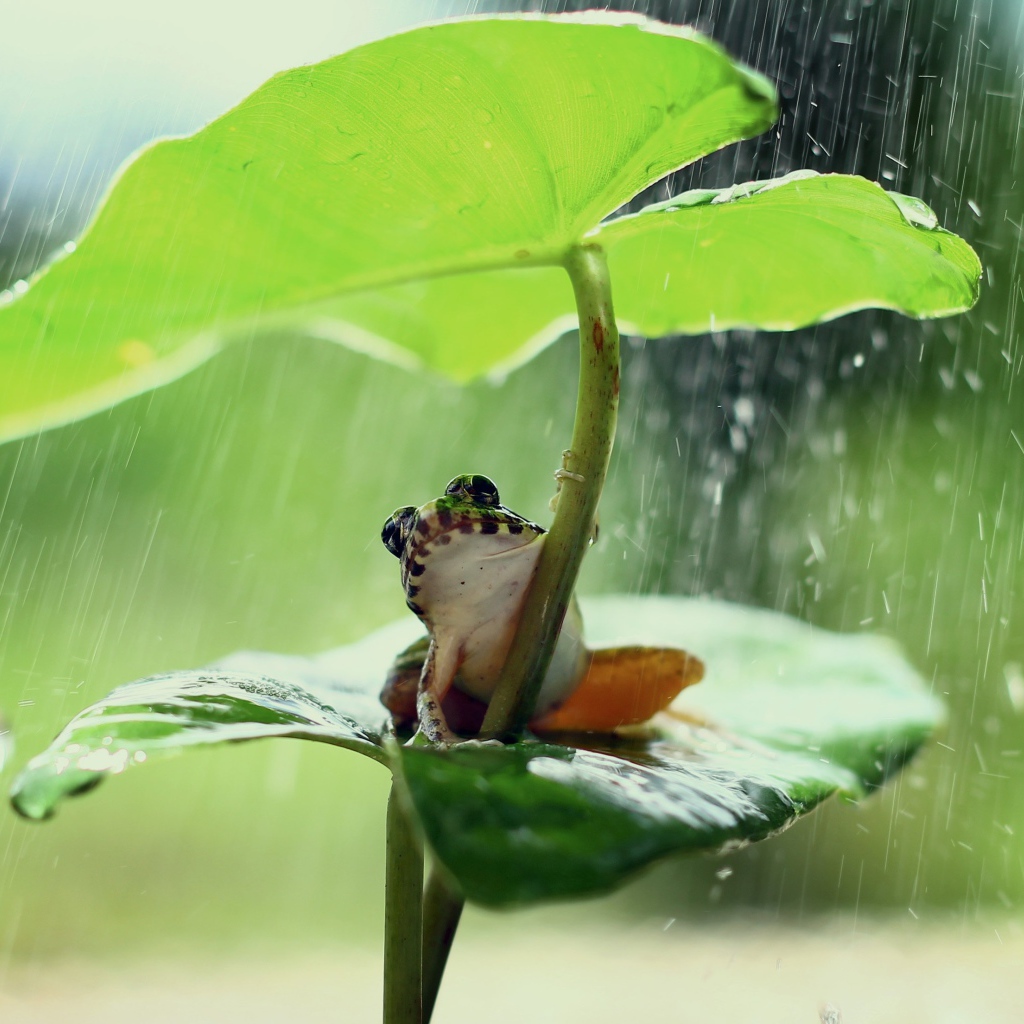 Маленькая лягушка сидит под зеленым листом во время дождя