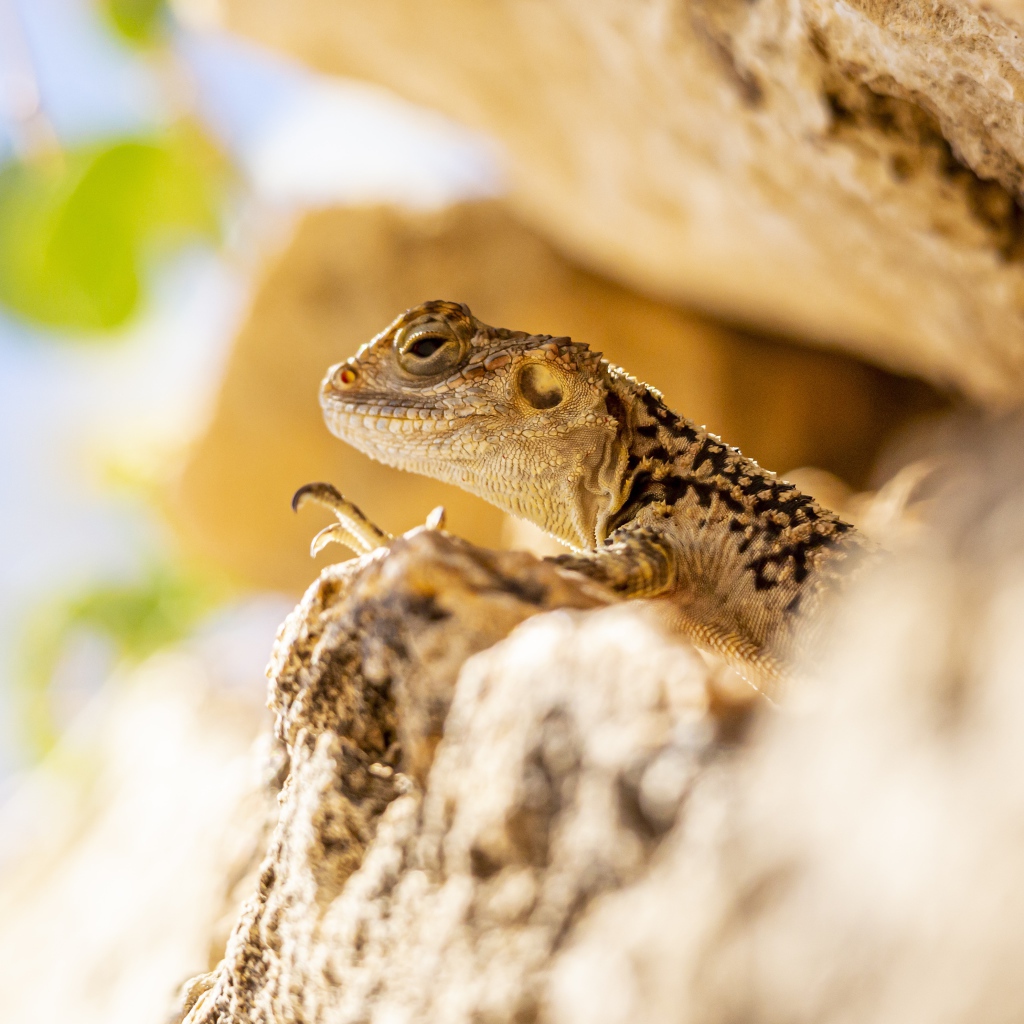 Маленькая ящерица прячется в камнях 