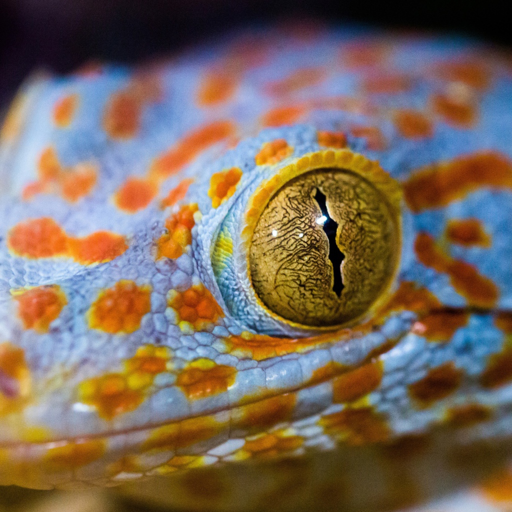 Голова ящерицы с желтыми глазами крупным планом 