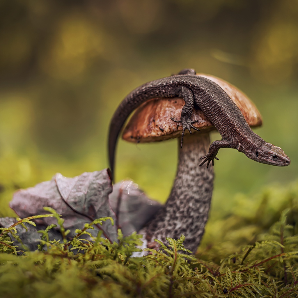 Ящерица сидит на грибе в лесу
