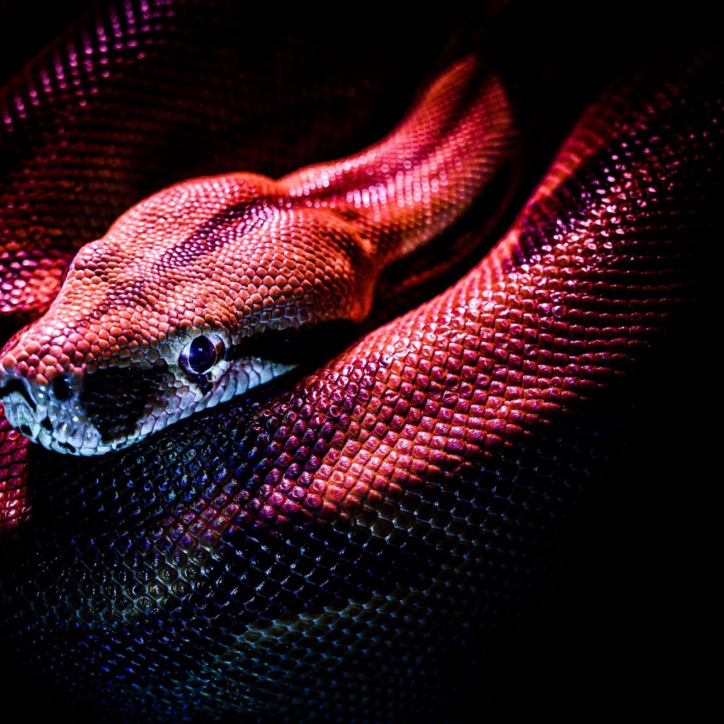 Red snake on a black background