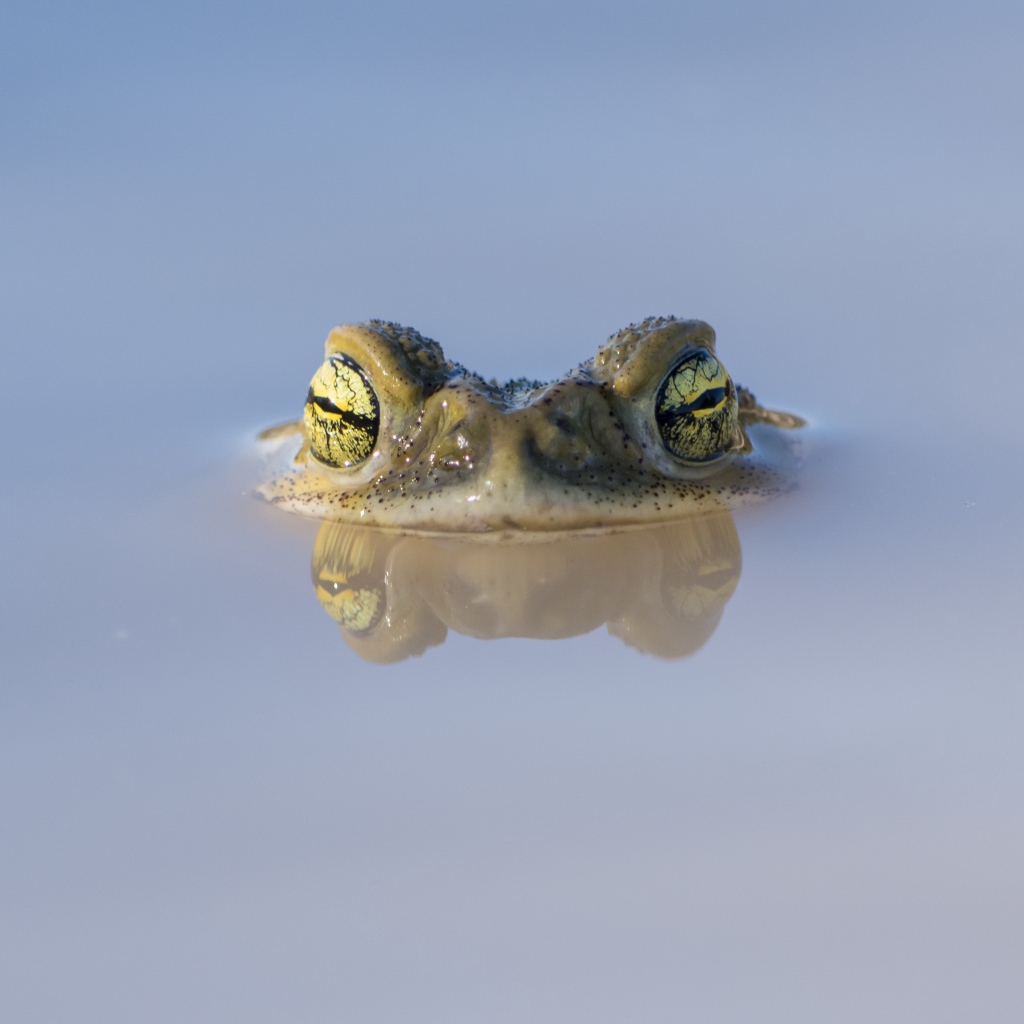 Голова лягушки выглядывает из воды