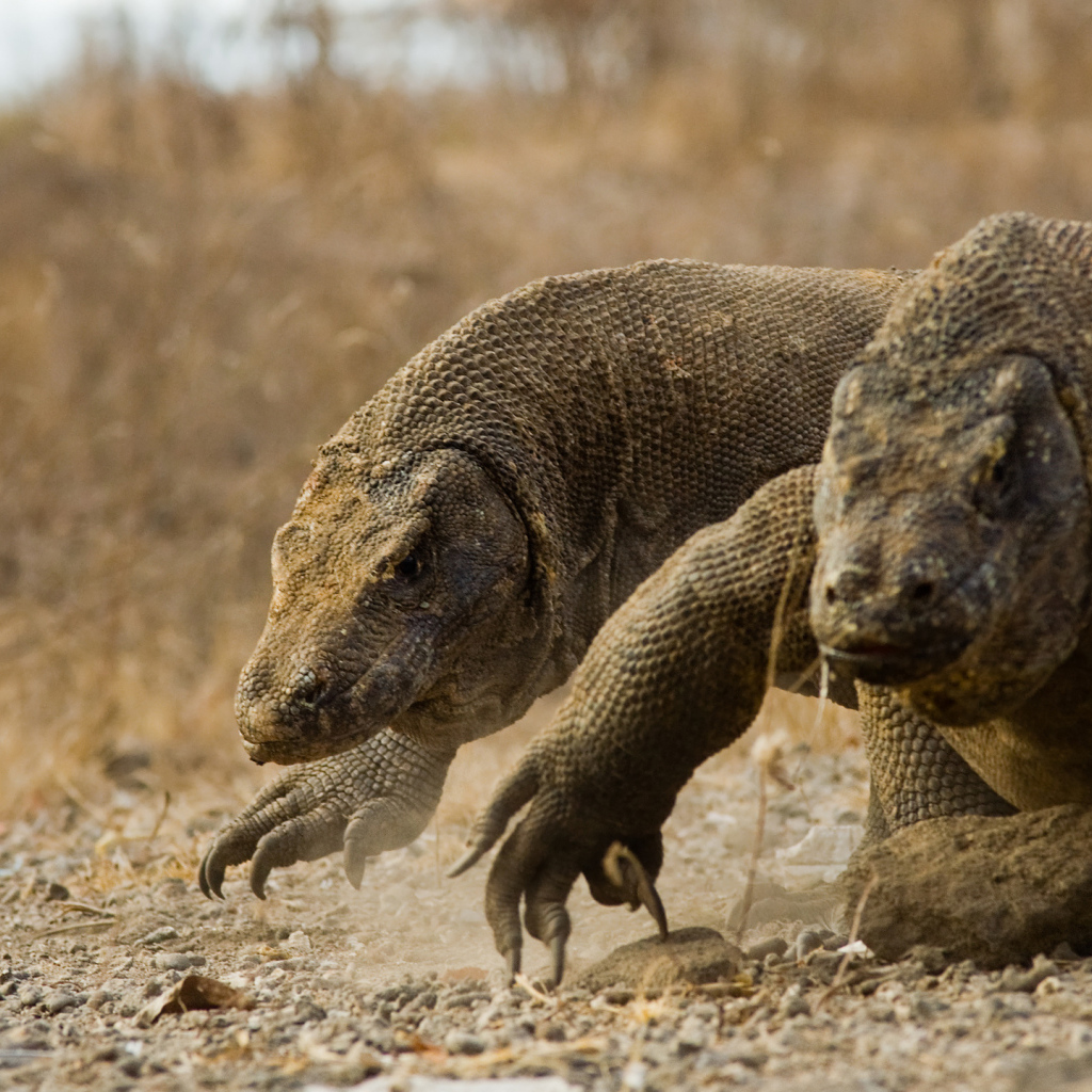 Two large Komodo dragons walk on the ground