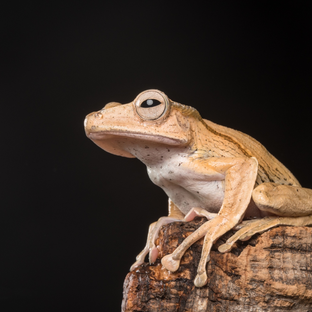 Желтая лягушка сидит на камне на черном фоне