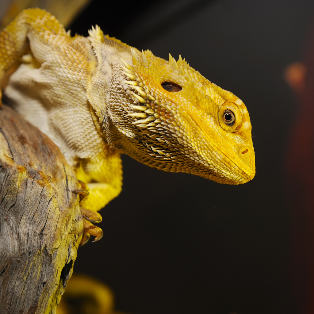 Желтая игуана сидит на сухом дереве