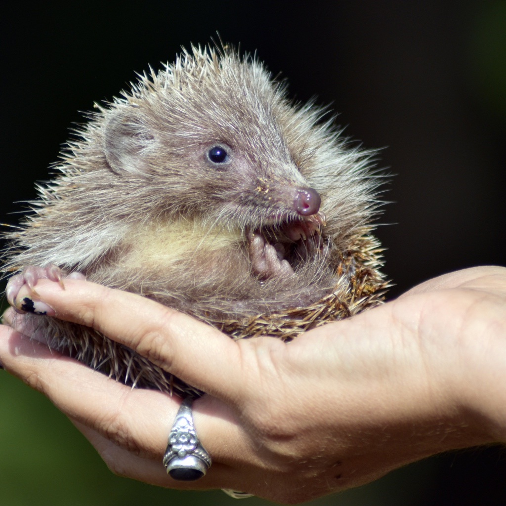 Маленький колючий еж лежит на руке