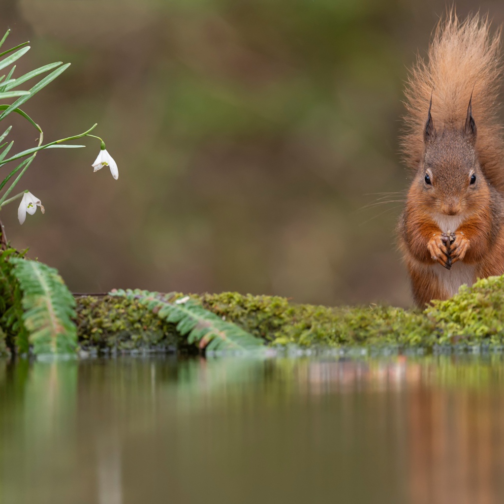 Белка с пушистым хвостом грызет орех у воды