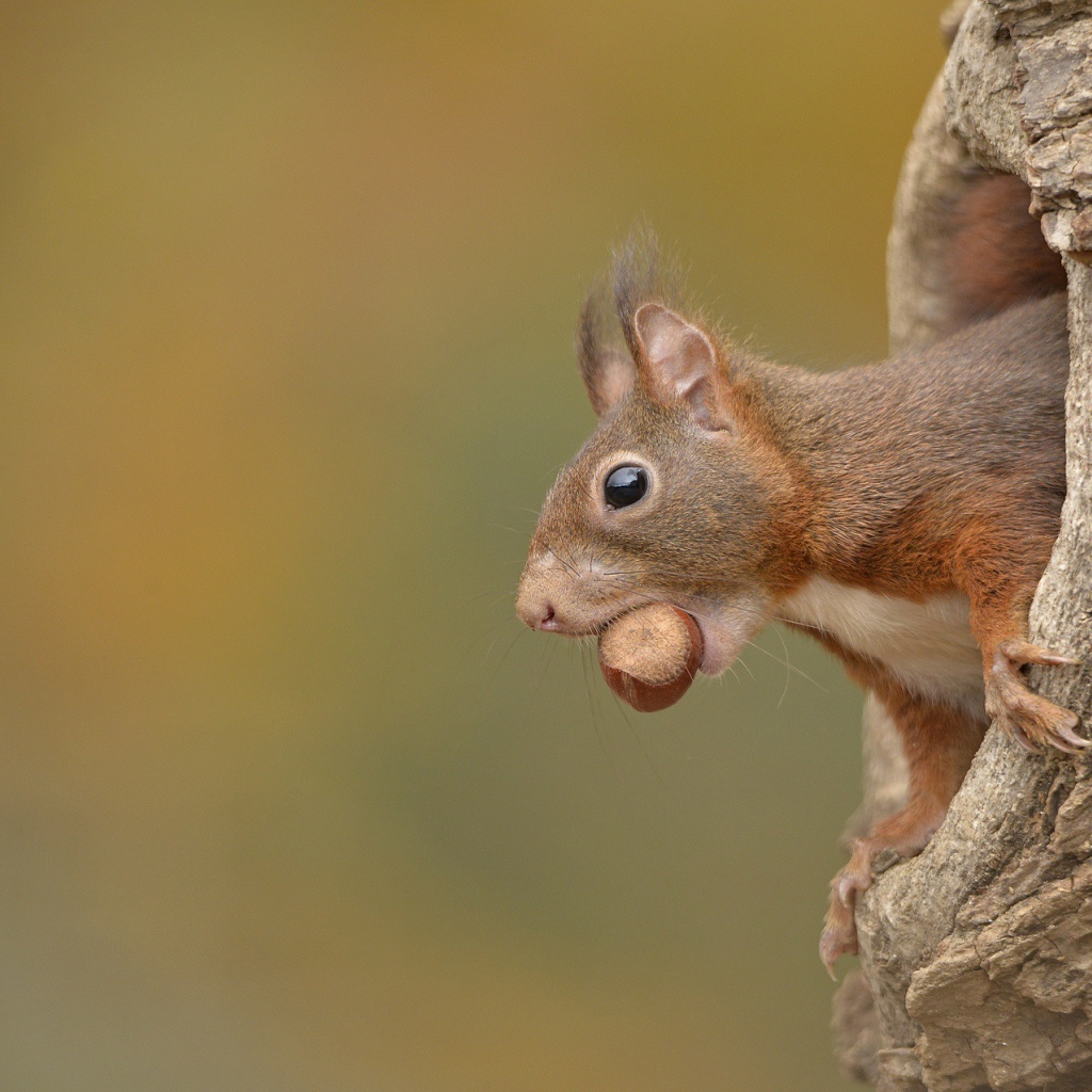 Белка с лесным орехом в зубах сидит в дупле 