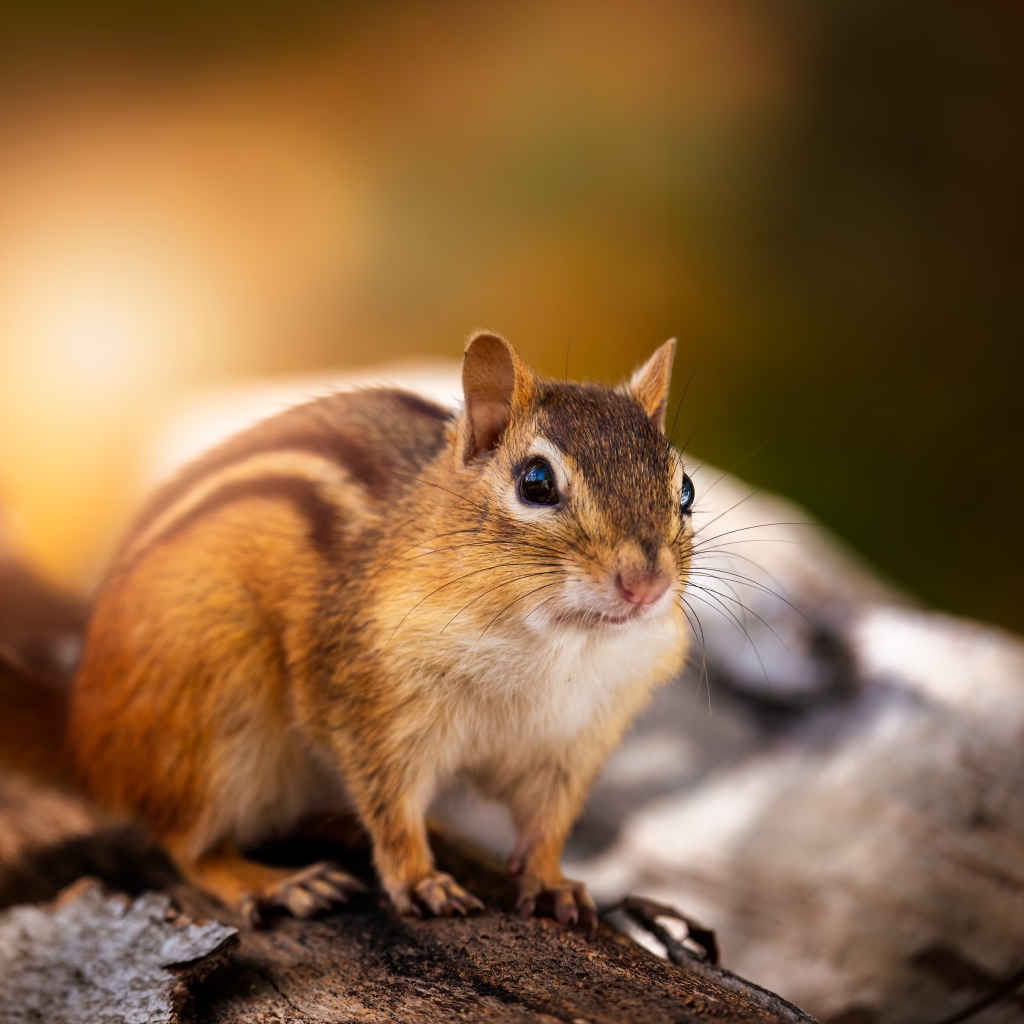 Красивый бурундук сидит на сухом дереве 