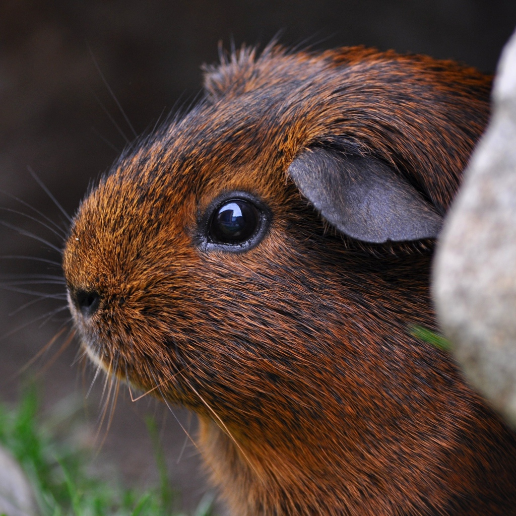 Коричневая морская свинка сидит в камнях