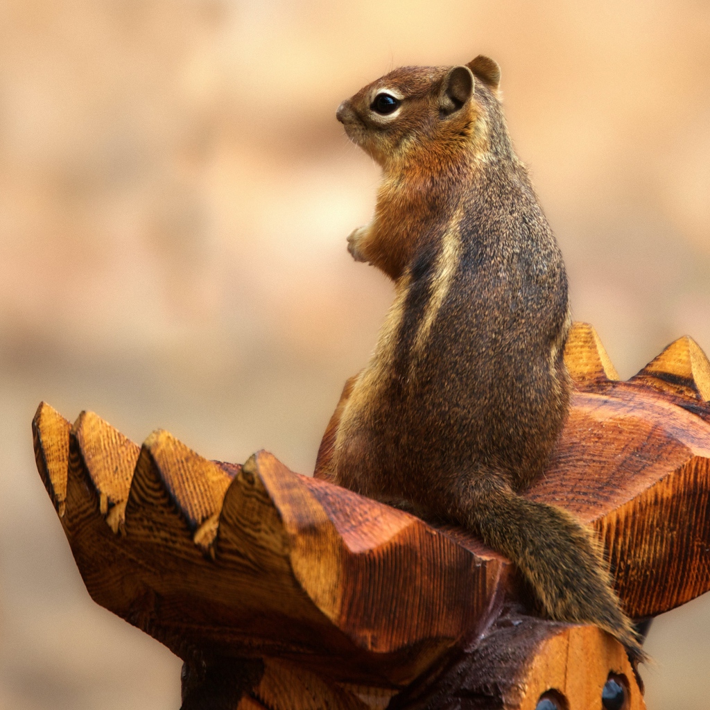 Бурундук сидит на деревянной скульптуре 