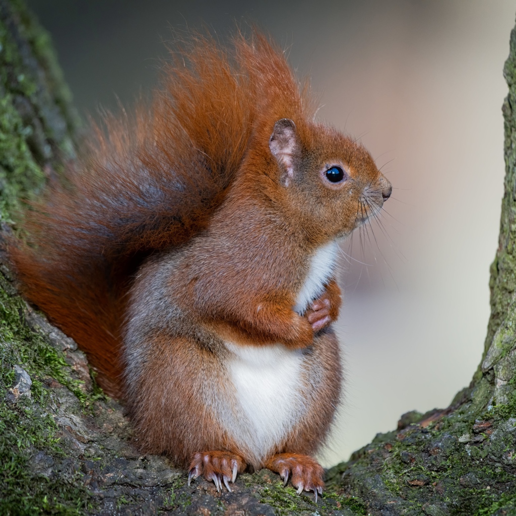 Милая пушистая рыжая белка сидит на дереве 