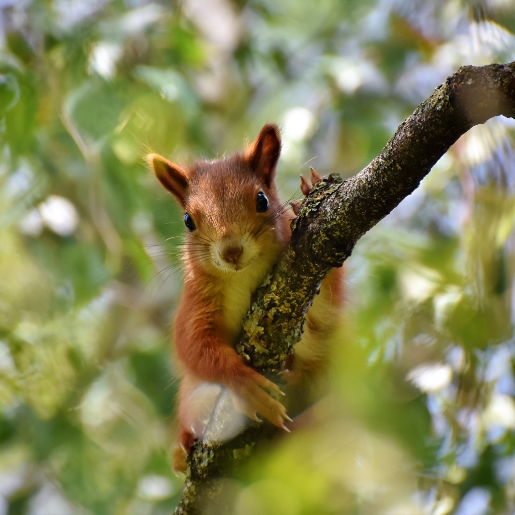 Милая рыжая белка сидит на ветке 