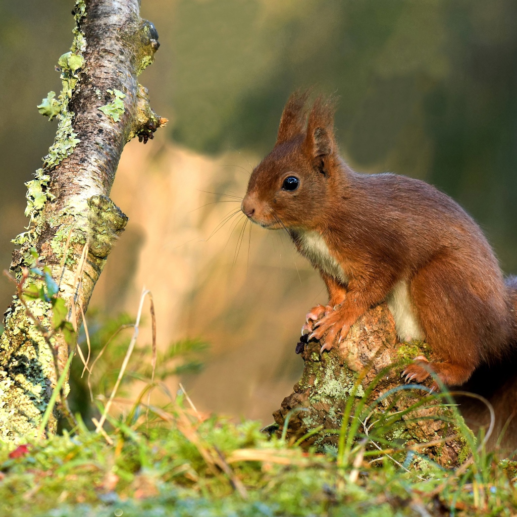 Милая рыжая белка сидит на покрытой мхом коряге 