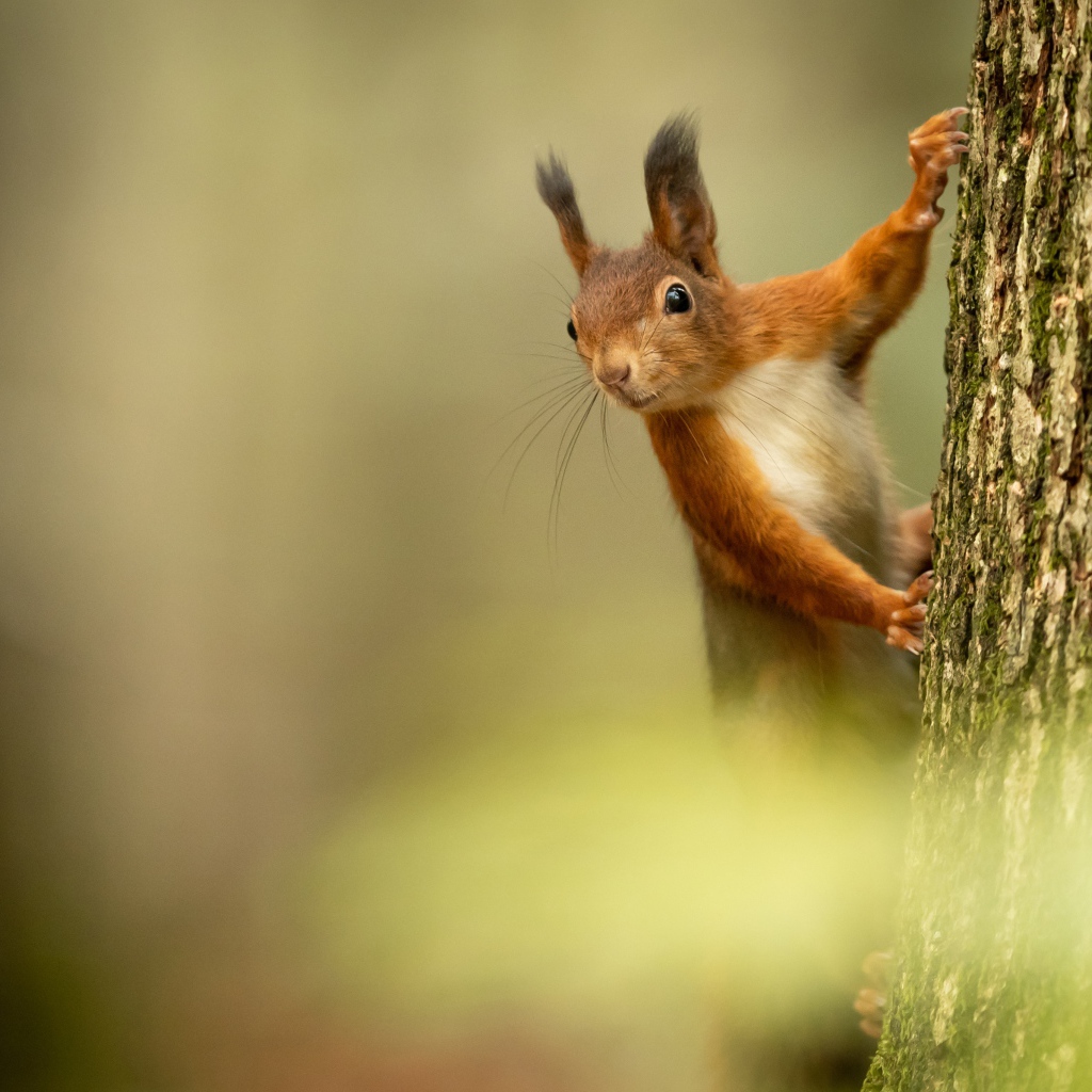 Пушистая милая рыжая белка висит на дереве