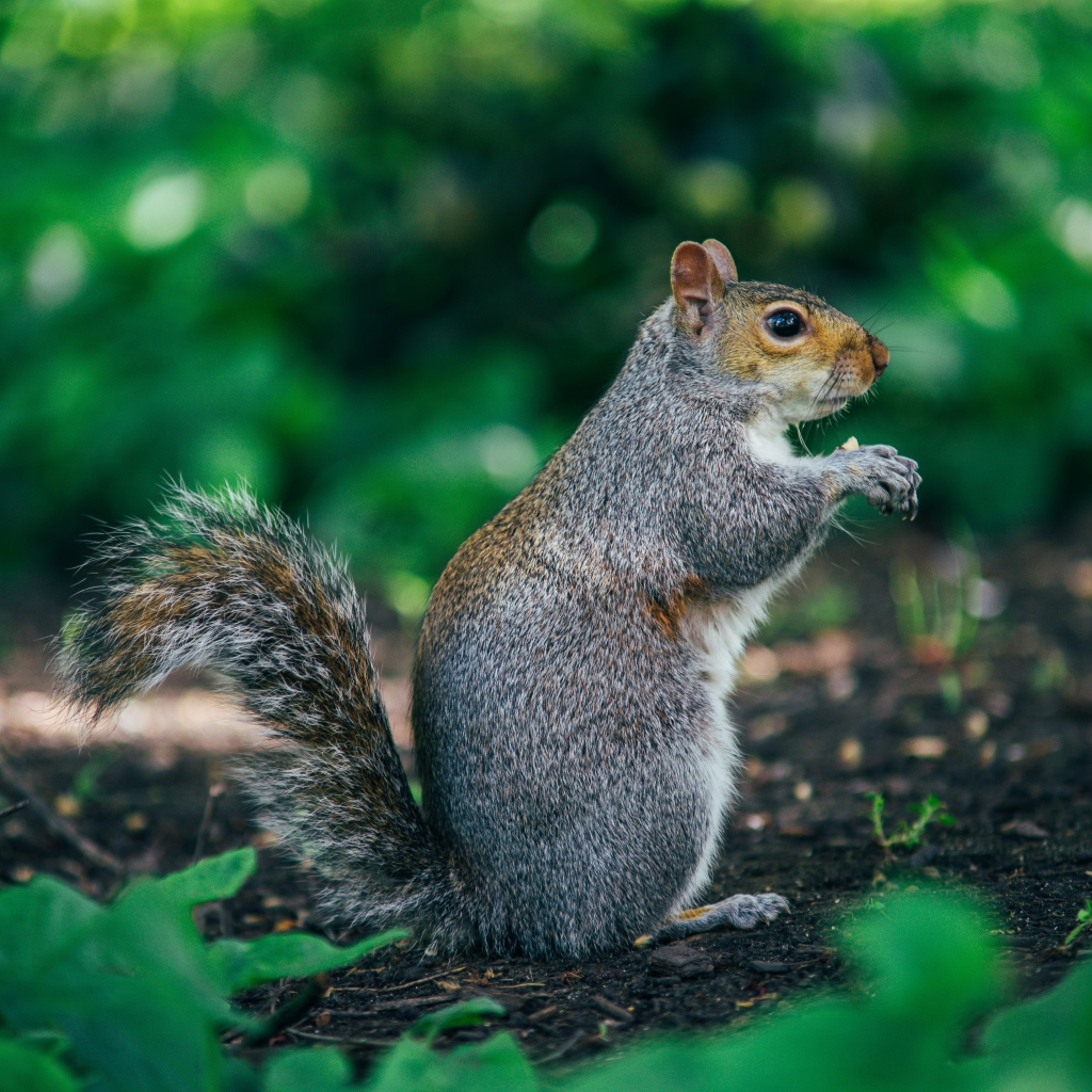 Пушистая серая белка на земле 