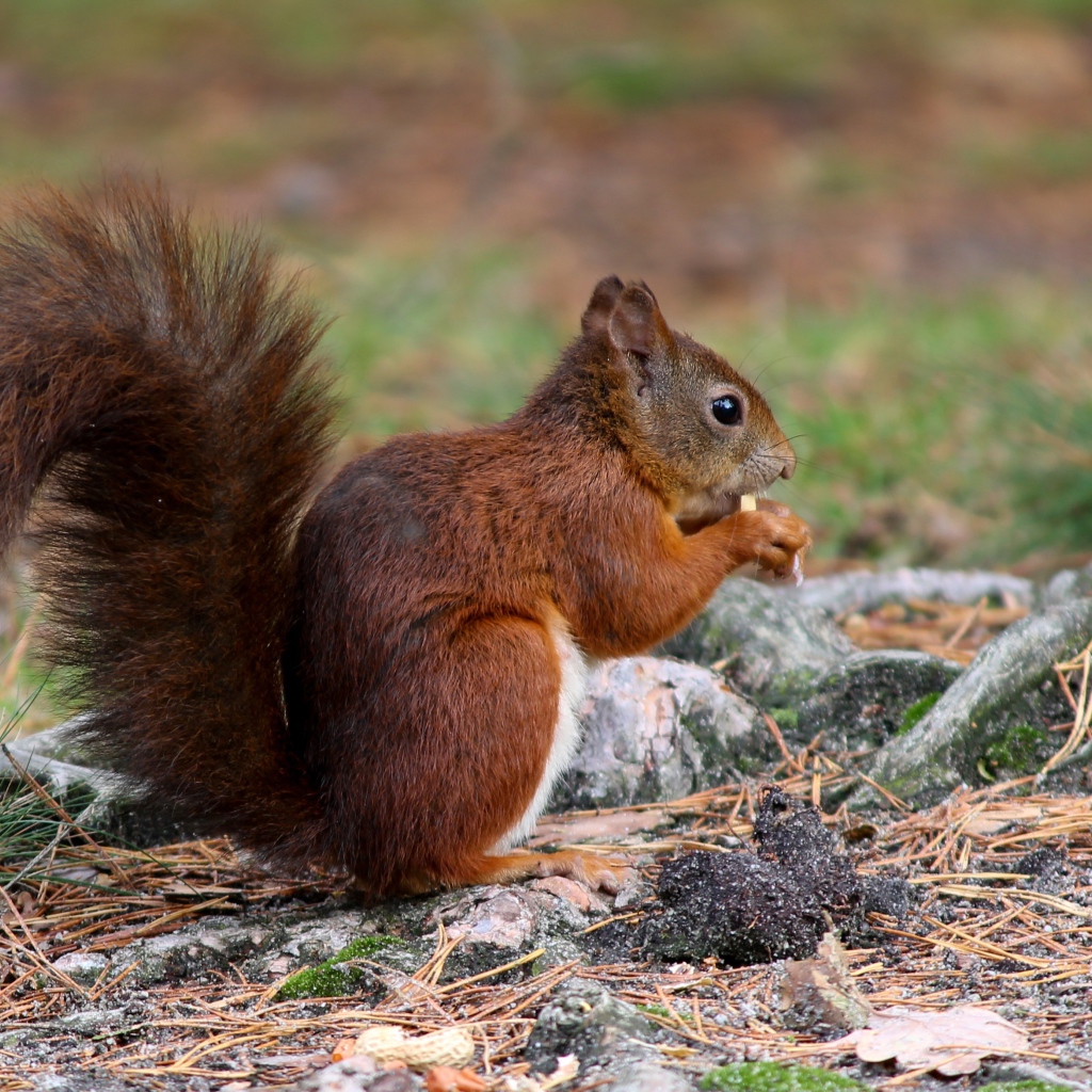 Рыжая белка с пушистым хвостом