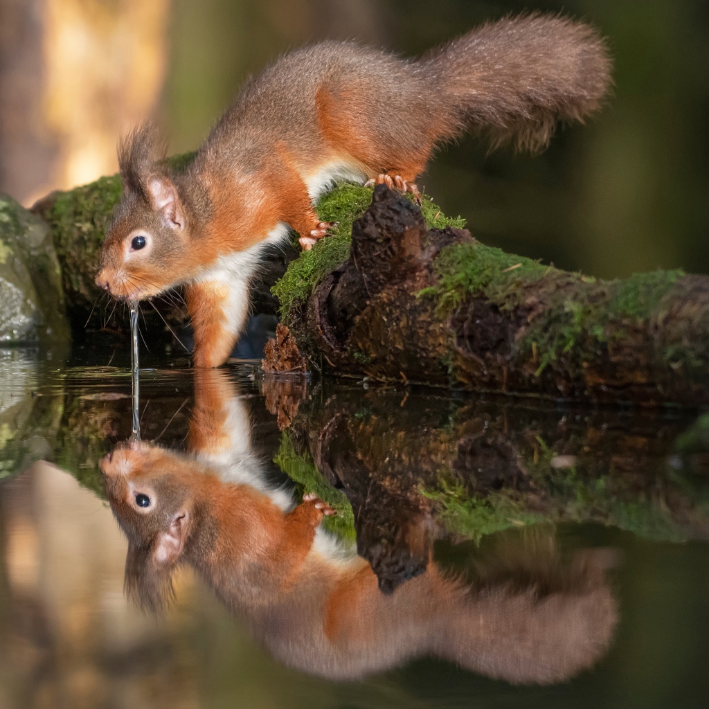 Пушистая рыжая белка пьет воду 
