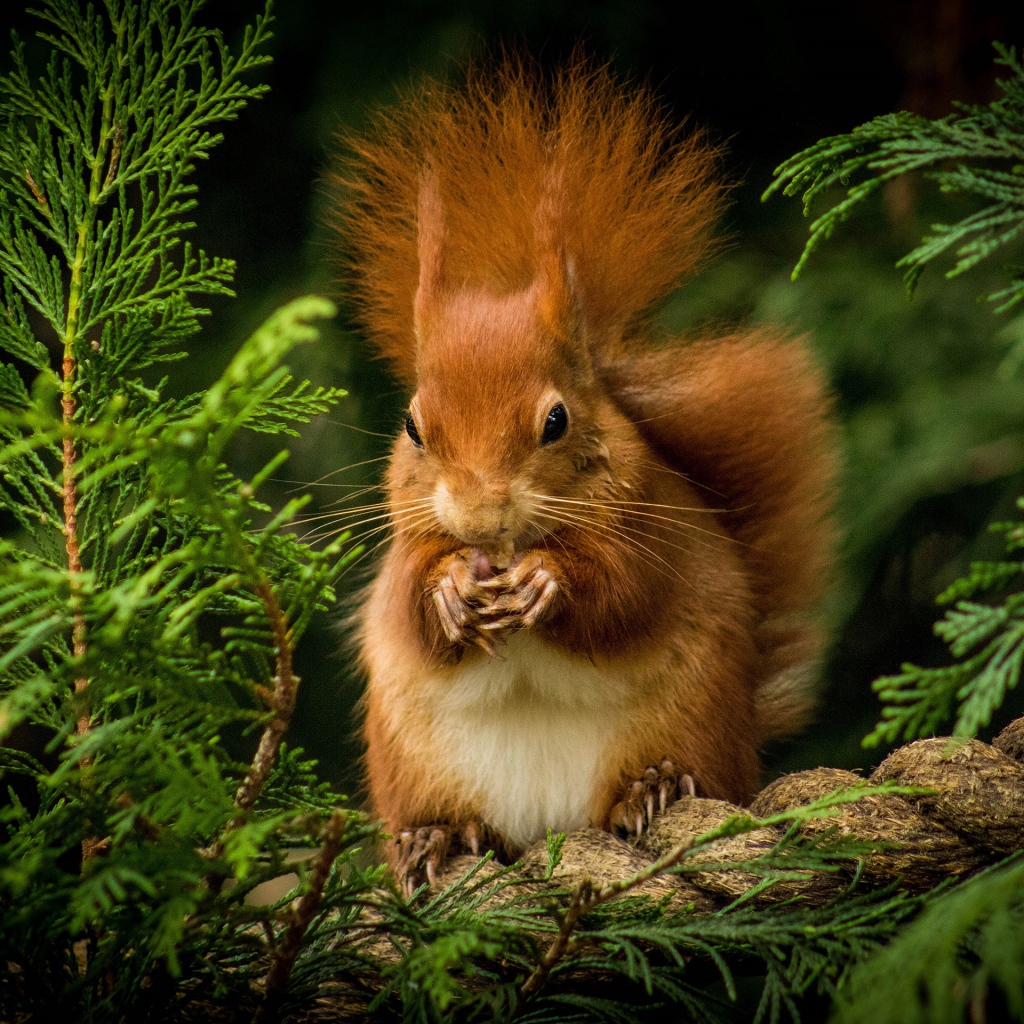 Пушистая рыжая белка грызет орех на ветке 