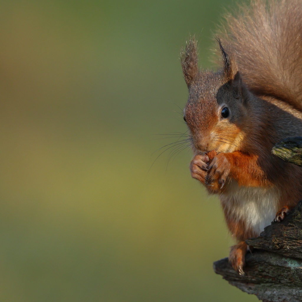 Fluffy red squirrel nibbles a nut on a tree