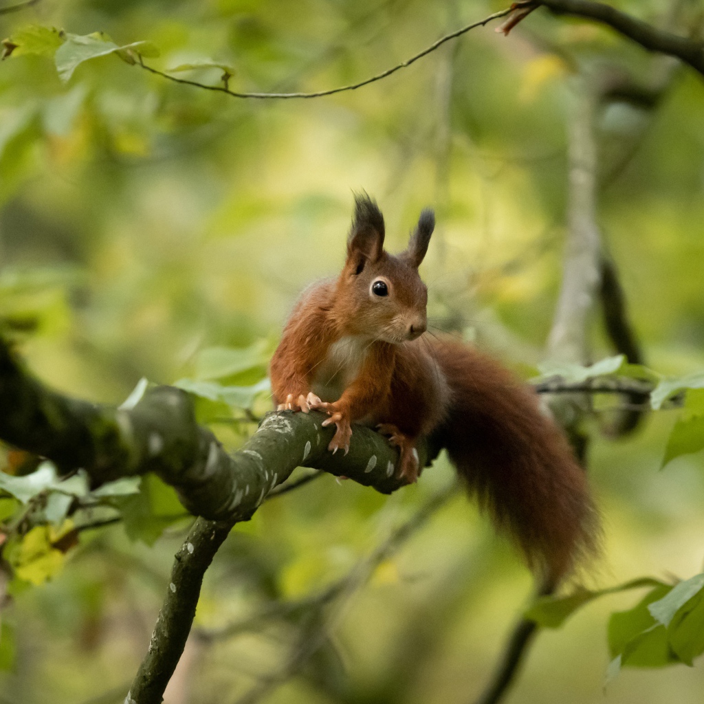 Пушистый хвост быстрой белки сидящей на дереве 