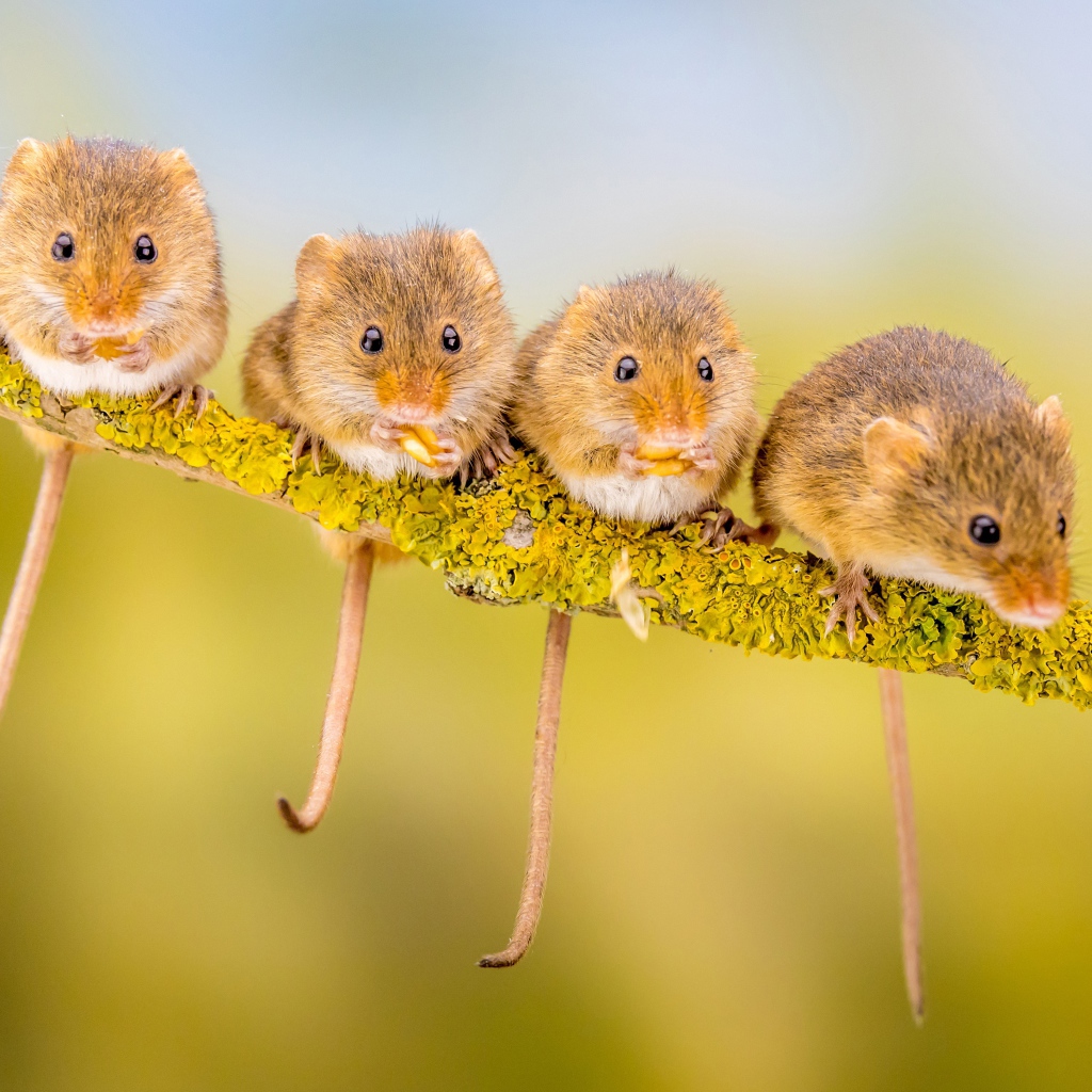 Четыре маленькие мышки сидят на ветке