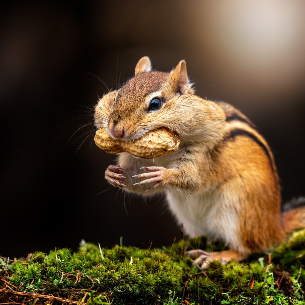 Смешной бурундук держит орех в зубах