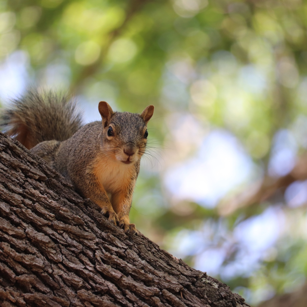 Забавная быстрая рыжая белка сидит на дереве