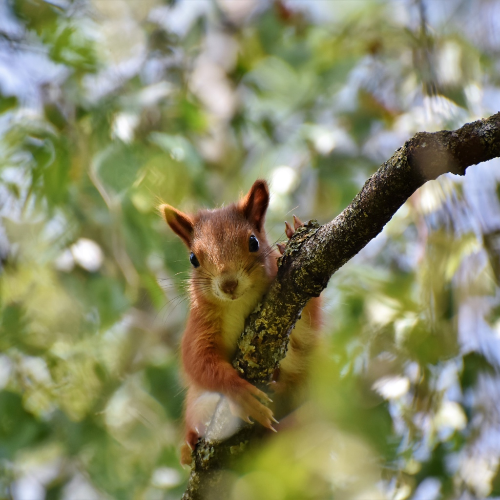Забавная рыжая белка на ветке дерева