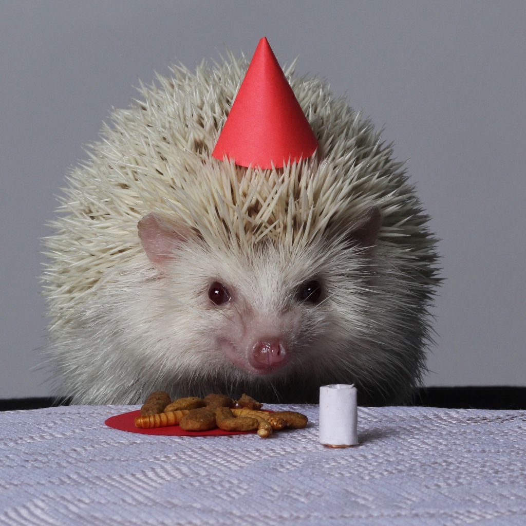 Забавному белому ежику отмечают день рождения 