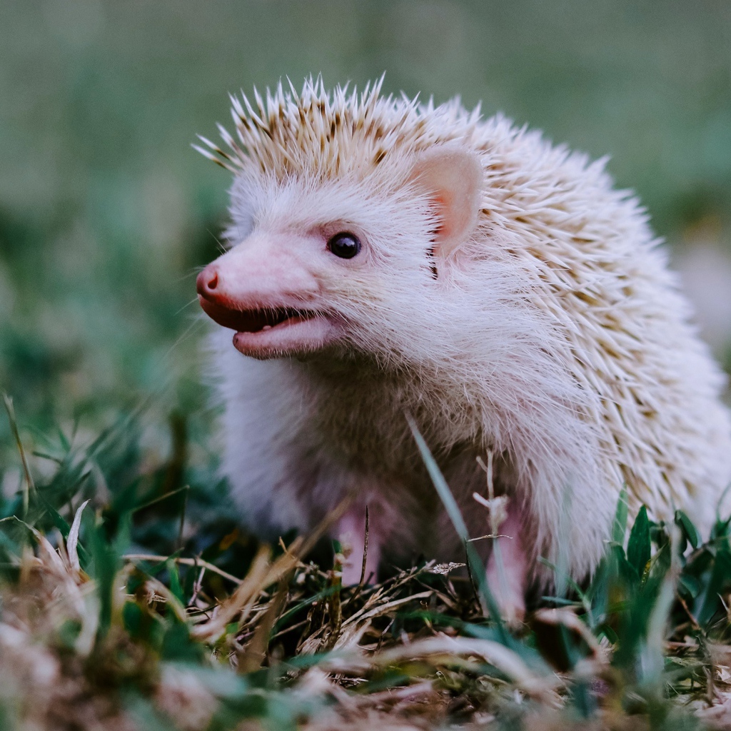 Funny white hedgehog on green grass