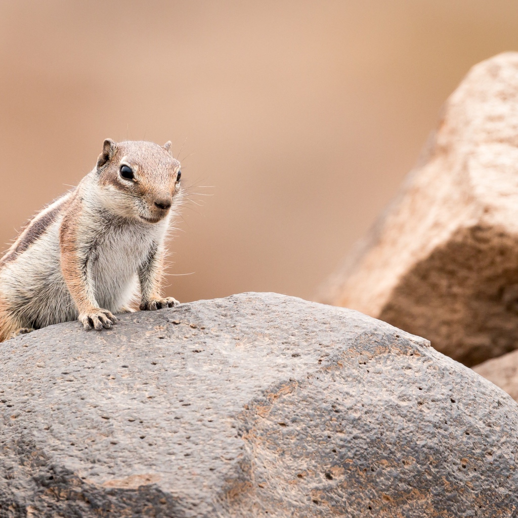 Маленький забавный бурундук сидит на камне 