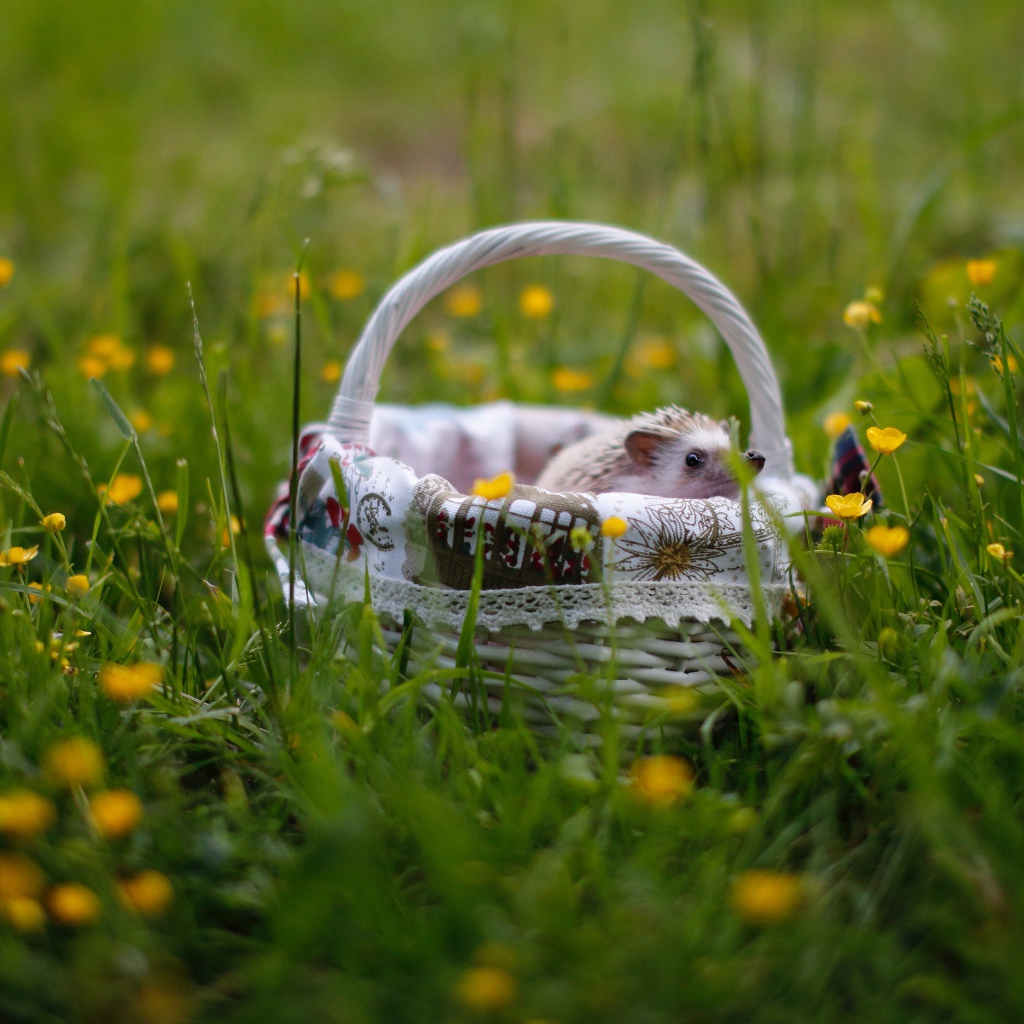 Маленький еж в корзине на зеленой траве 
