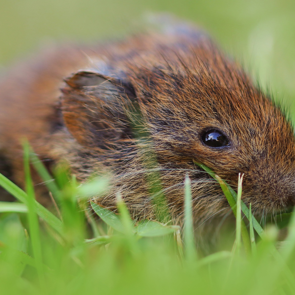 Маленький мышонок в траве крупным планом