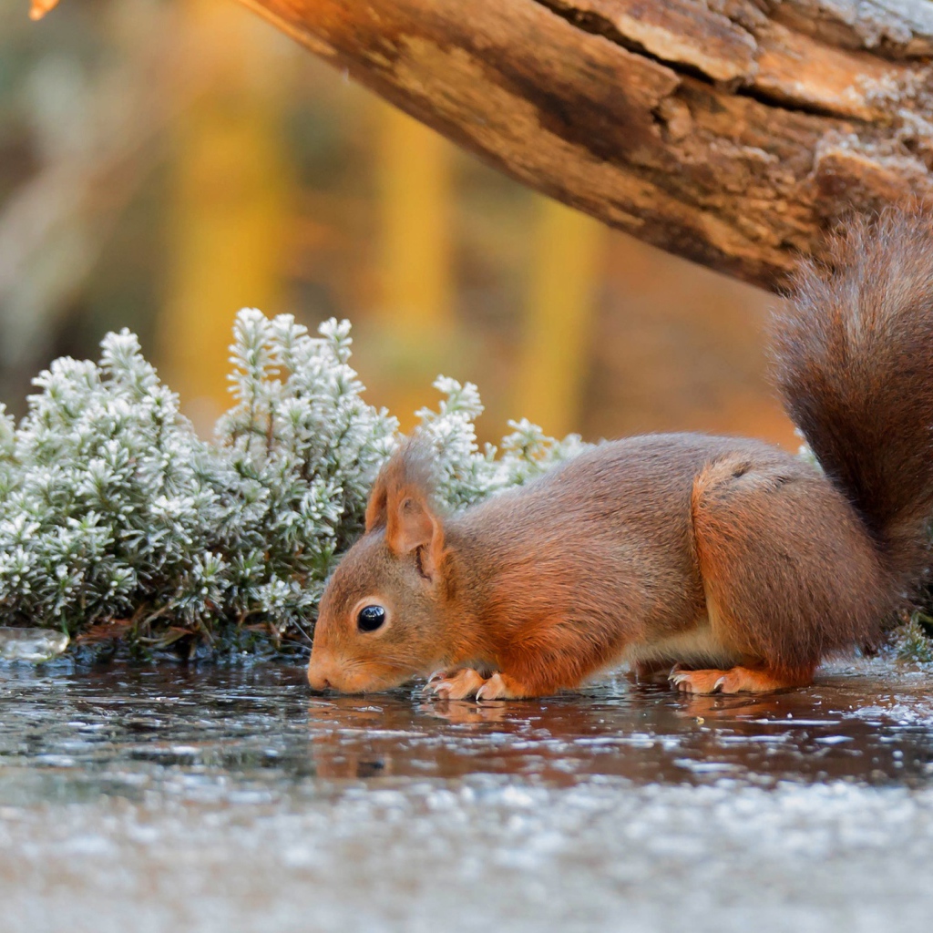 Маленькая рыжая белка пьет воду из лужи у старого дерева 