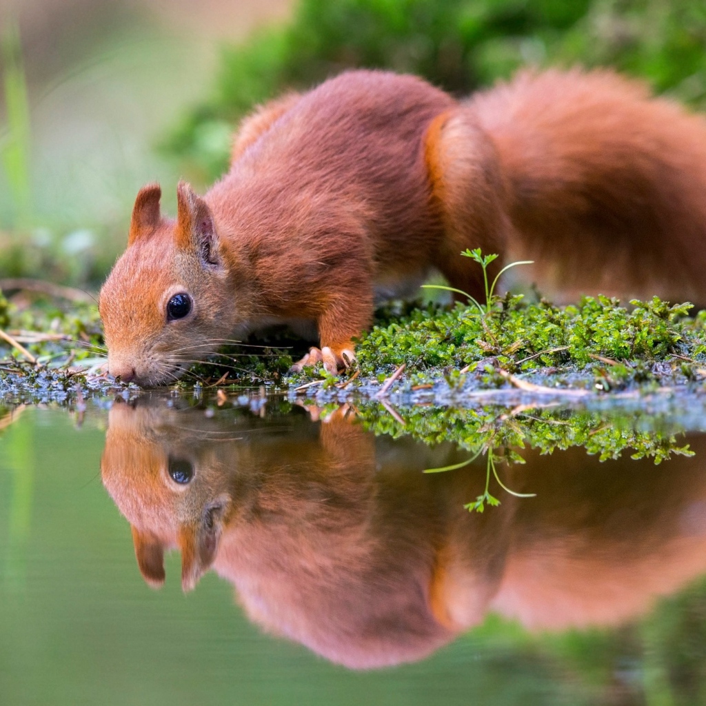 Маленькая рыжая белка пьет воду в пруду 