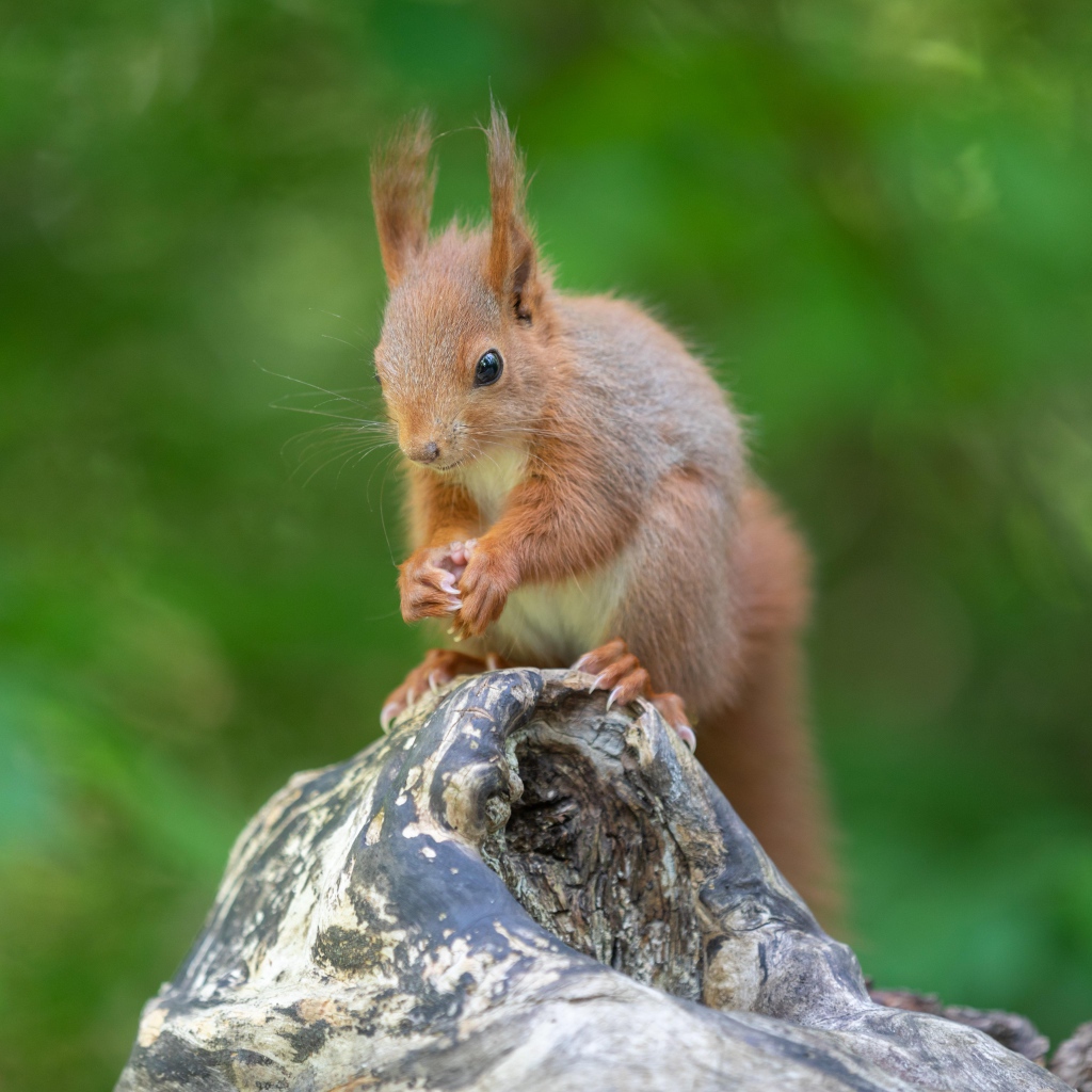 Маленькая рыжая белка грызет орех на коряге 