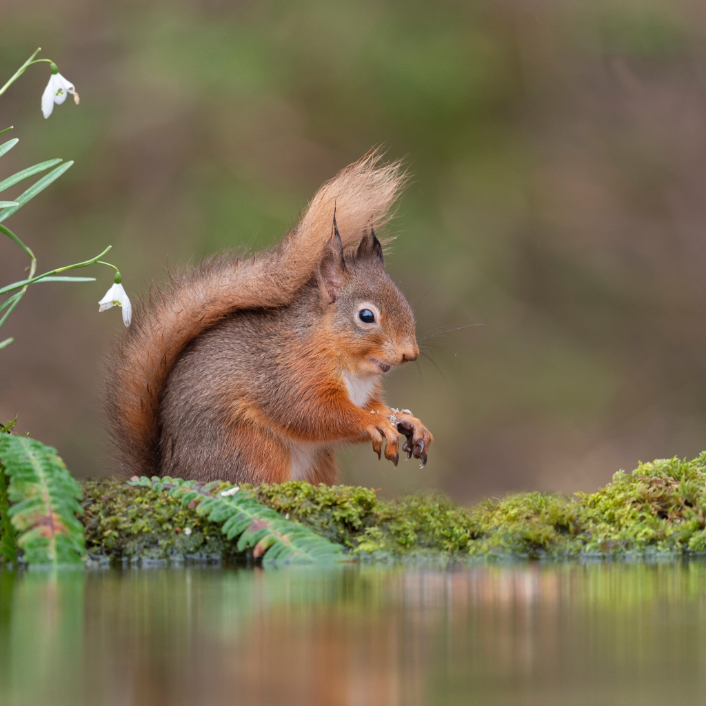 Маленькая рыжая белка стоит у воды