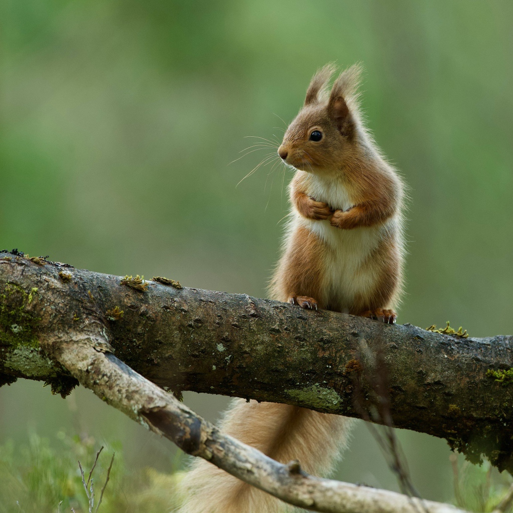Маленькая белка сидит на ветке сухого дерева 