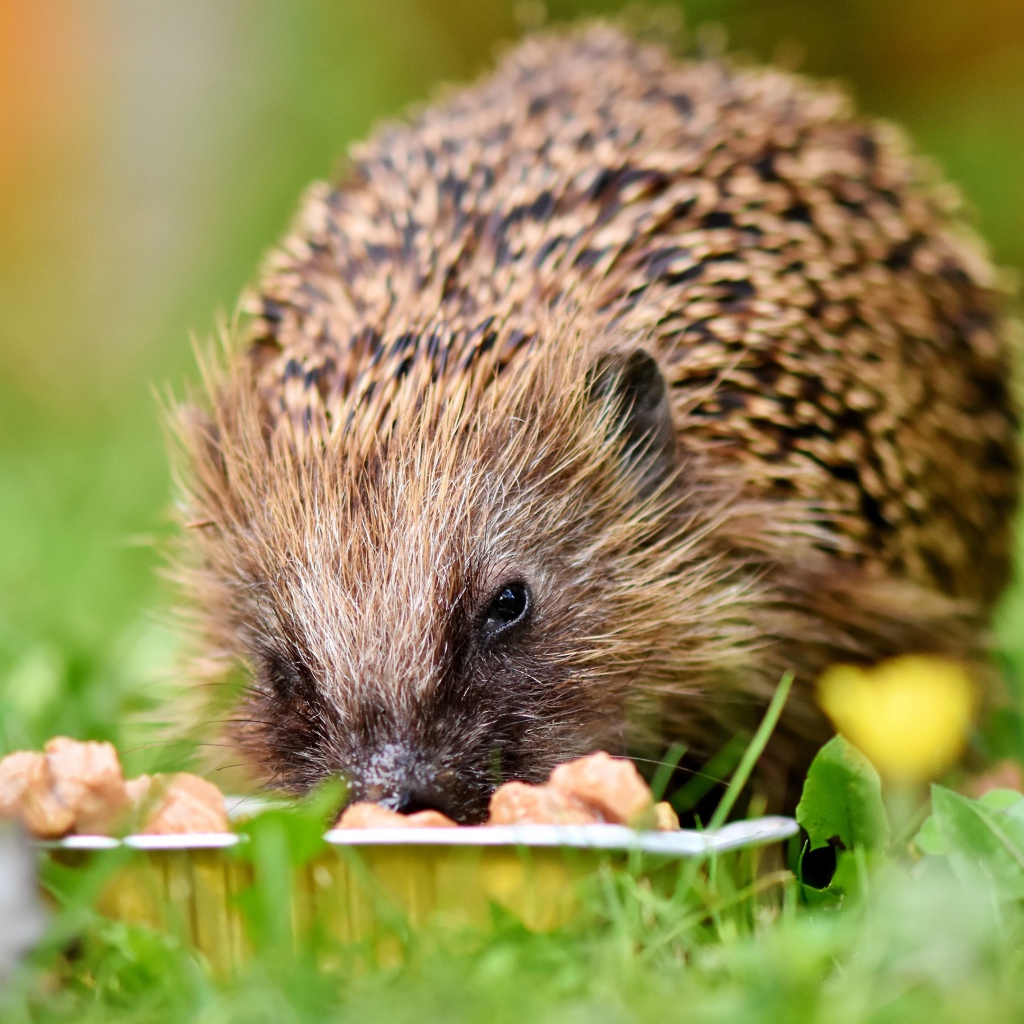 Старый еж ест корм на зеленой траве 