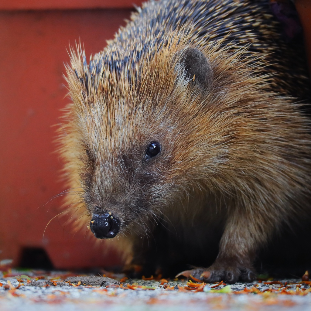 Старый колючий еж крупным планом