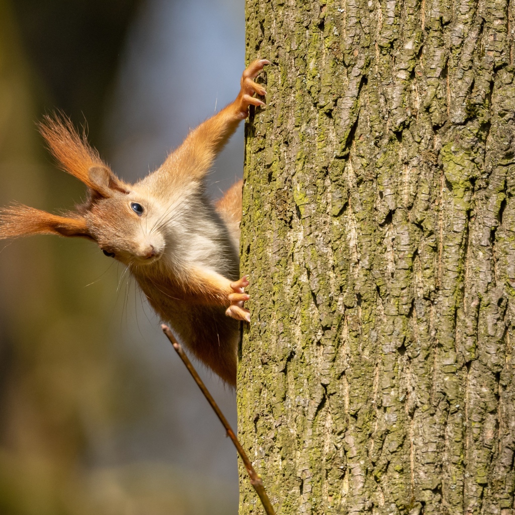 Рыжая забавная белка висит на дереве 