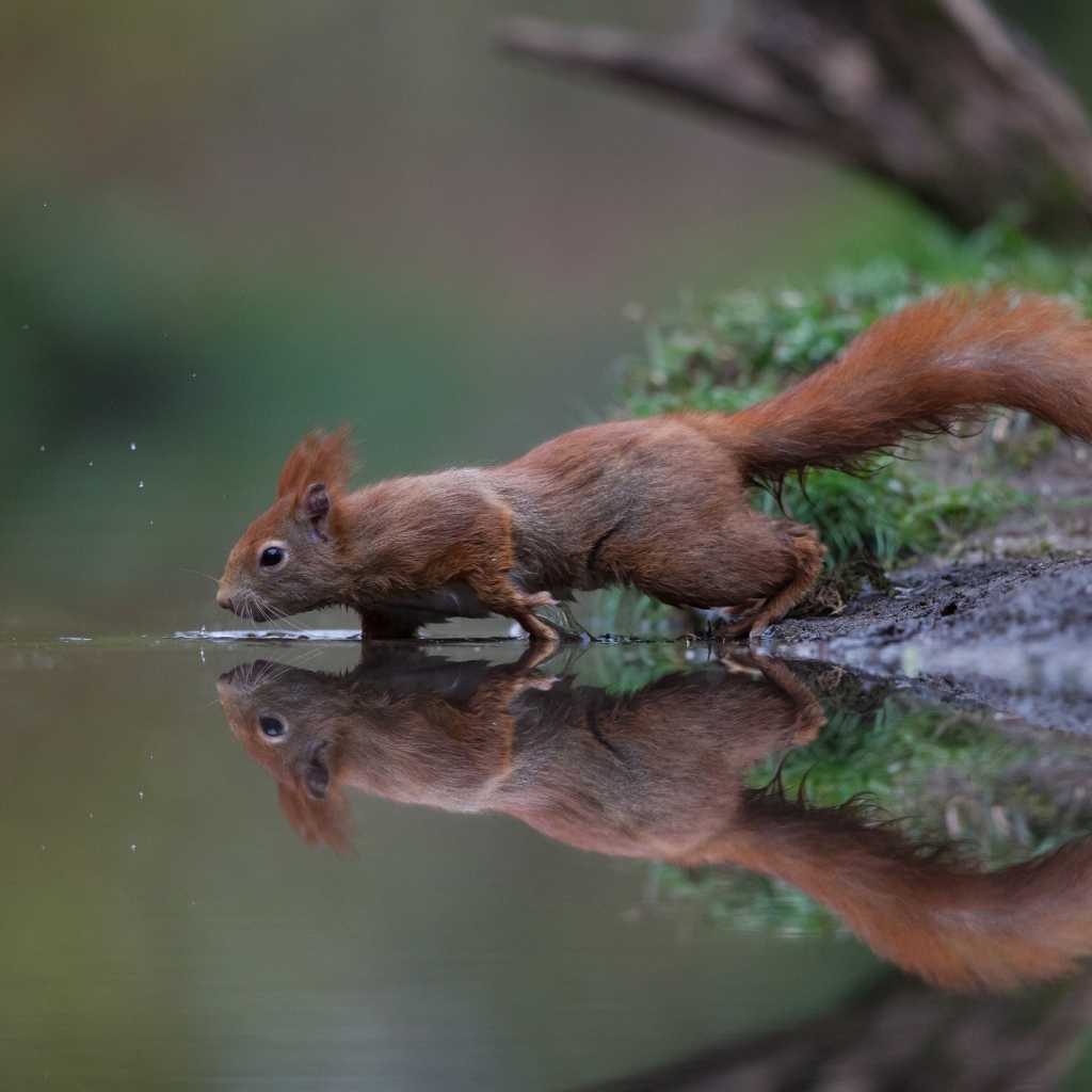 Рыжая белка отражается в спокойной воде у озера