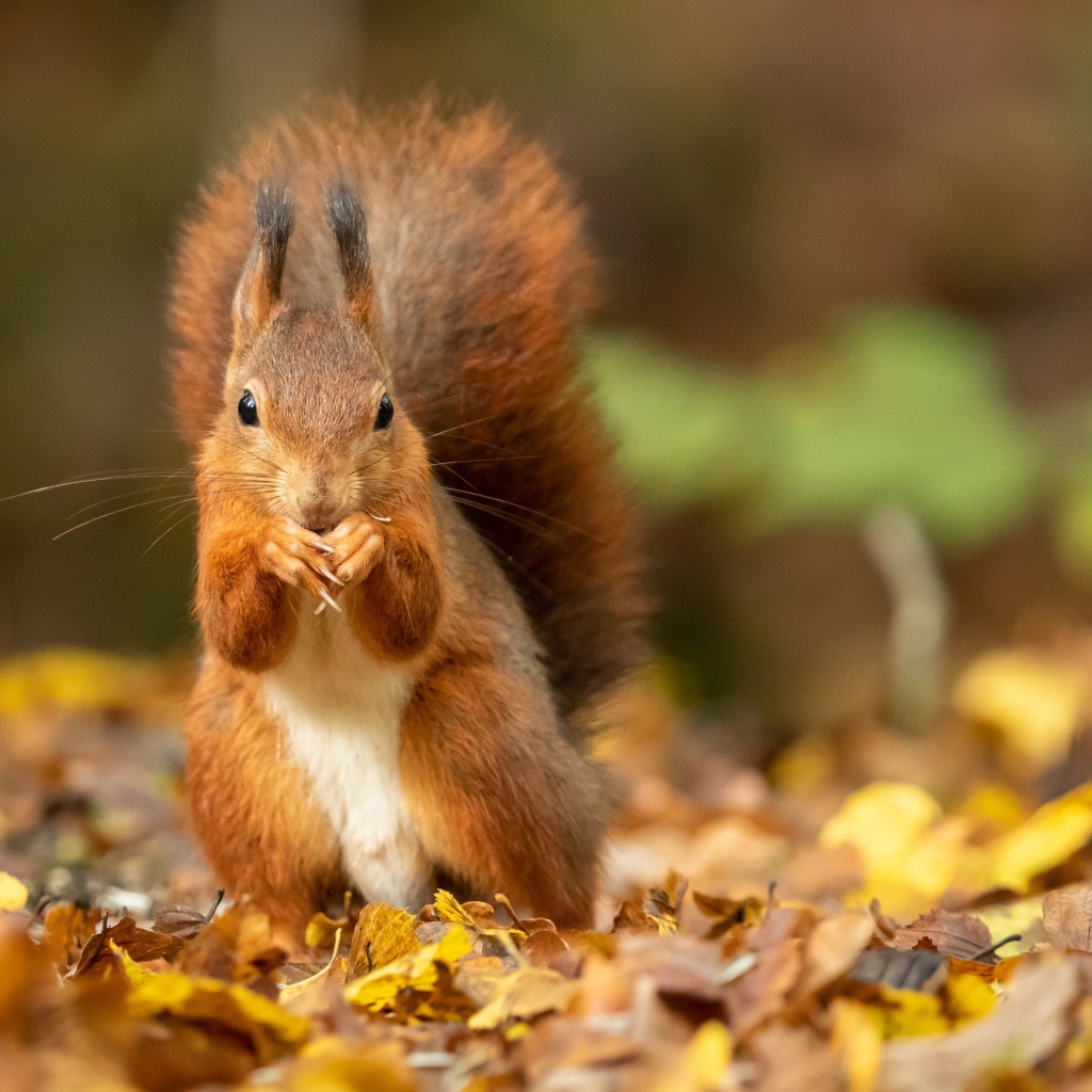 Рыжая белка с большим пушистым хвостом сидит на листве 