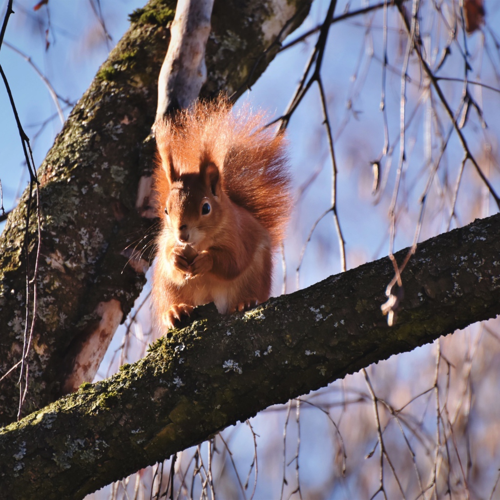 Рыжая белка с пушистым хвостом грызет орех на дереве