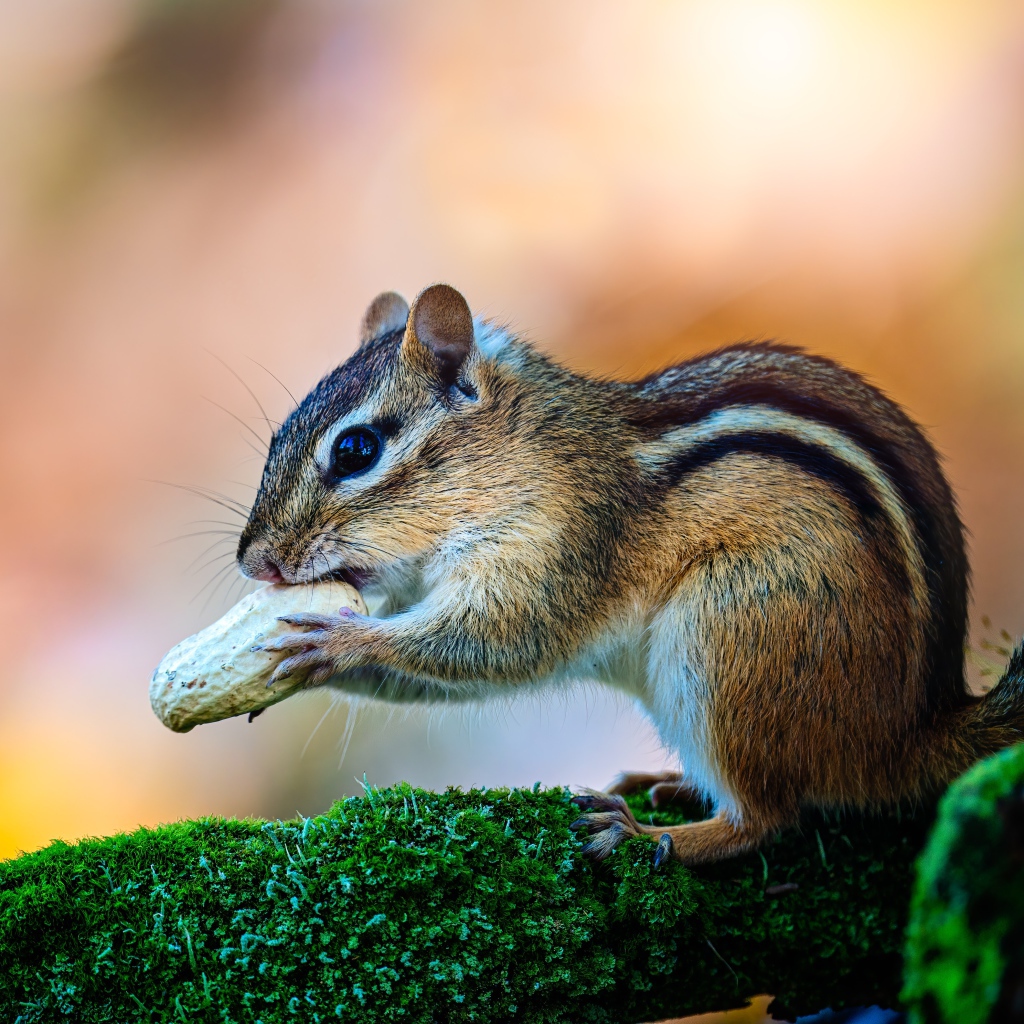 Маленький бурундук с орехом на покрытой мхом ветке