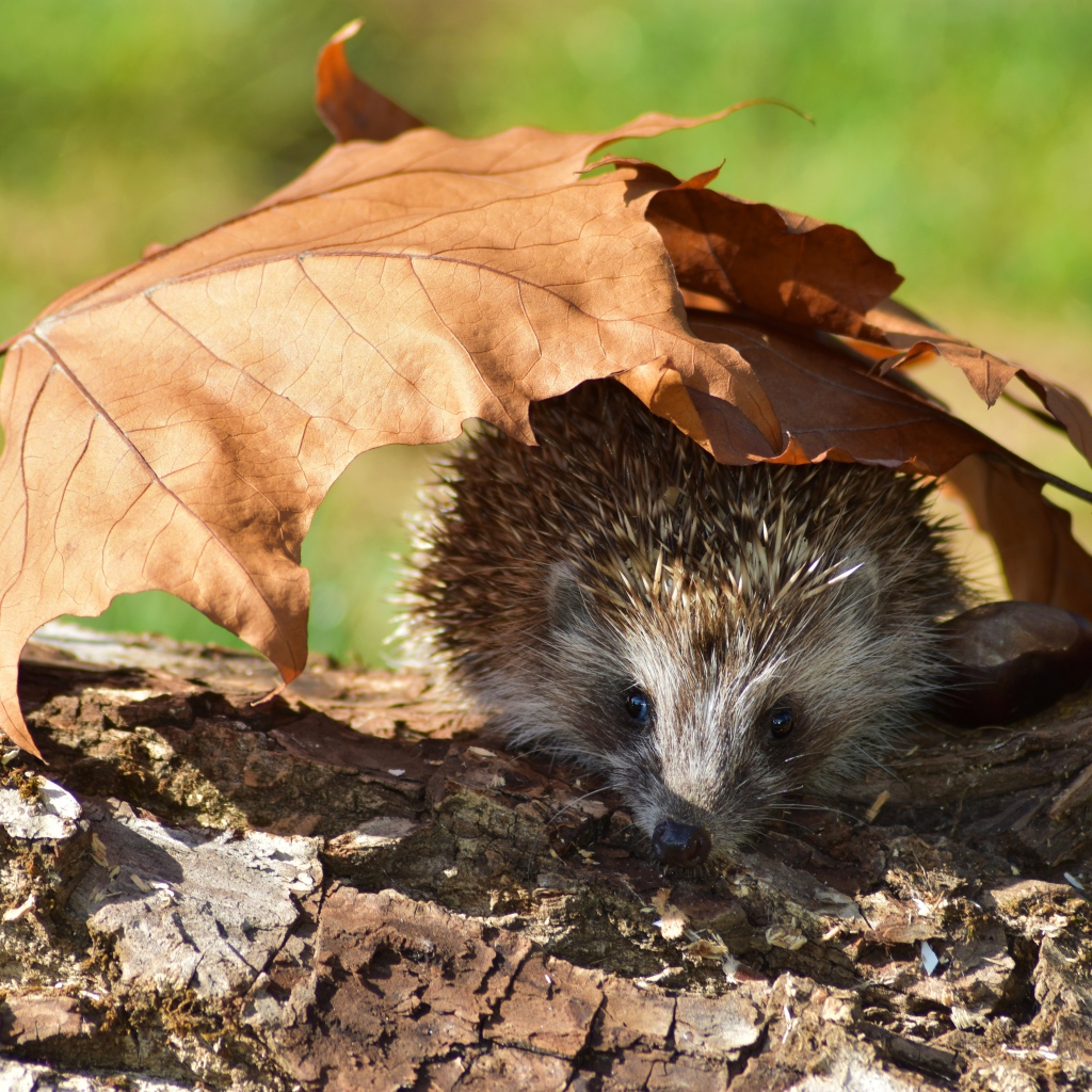 Колючий еж прячется под опавшими листьями