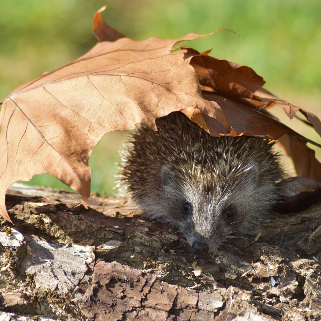 Spiny hedgehog on dry tree with fallen leaves