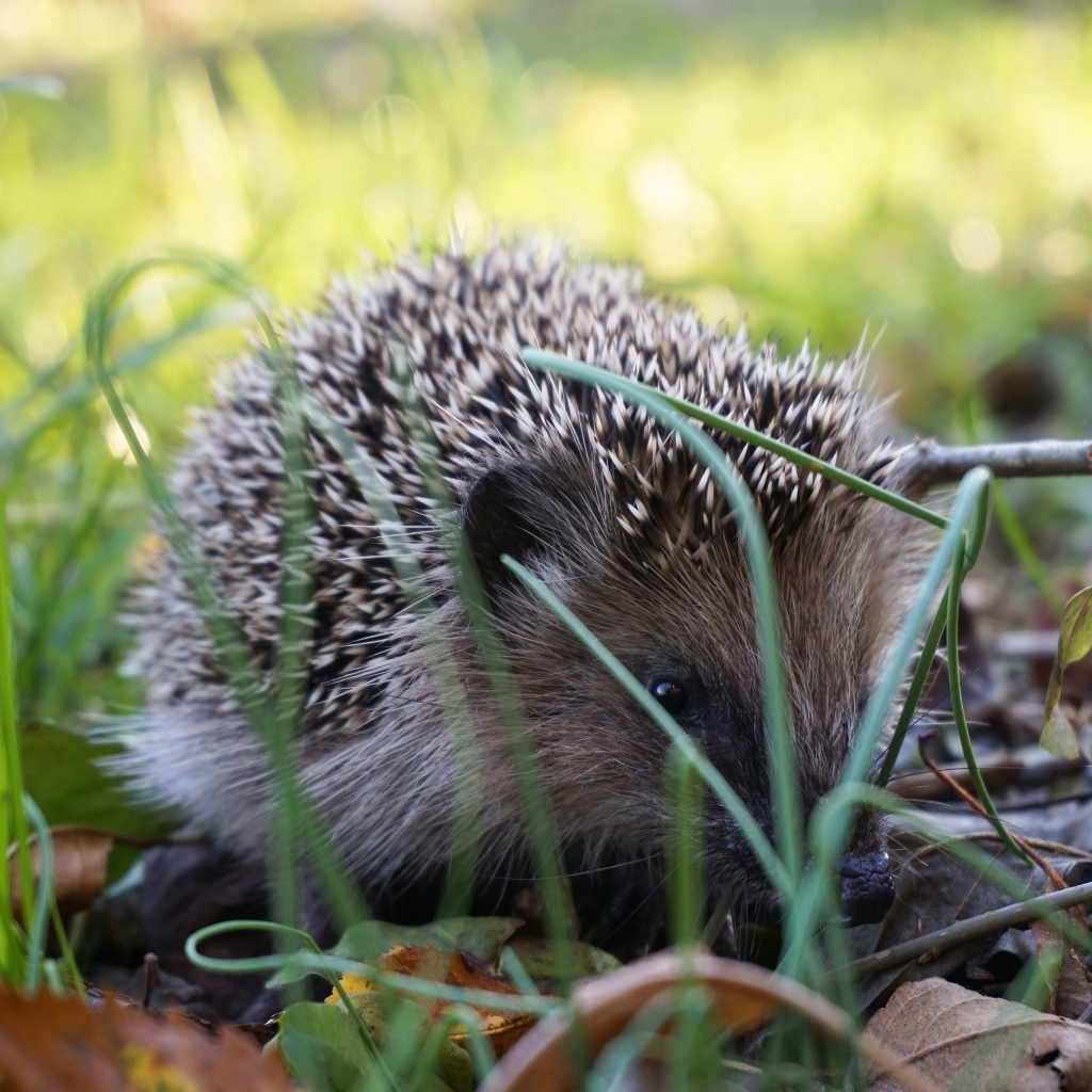 Колючий еж сидит в зеленой траве 